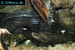 epicrates angulifer cuban boa epicrates angulifer cuban boa
