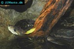 epicrates angulifer cuban boa epicrates angulifer cuban boa