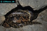 epicrates angulifer cuban boa epicrates angulifer cuban boa