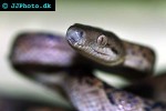 epicrates subflavus jamaican boa epicrates subflavus jamaican boa