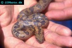 eryx conicus rough scaled sand boa eryx conicus rough scaled sand boa