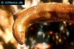 eryx johnii red sand boa eryx johnii red sand boa