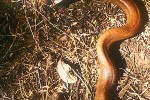 eryx johnii red sand boa eryx johnii red sand boa