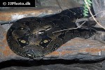 eunectes murinus green anaconda eunectes murinus green anaconda