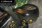 eunectes murinus green anaconda eunectes murinus green anaconda
