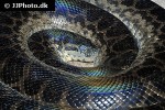 eunectes murinus green anaconda eunectes murinus green anaconda