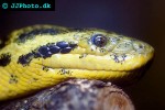 eunectes notaeus yellow anaconda eunectes notaeus yellow anaconda