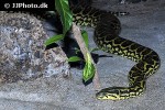 eunectes notaeus yellow anaconda eunectes notaeus yellow anaconda
