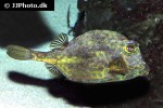 acanthostracion polygonius acanthostracion polygonius