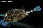 acanthostracion polygonius acanthostracion polygonius