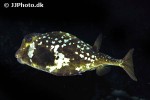 lactophrys trigonus lactophrys trigonus
