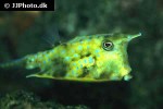 lactoria cornuta lactoria cornuta