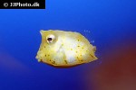 lactoria cornuta lactoria cornuta