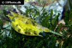 lactoria cornuta lactoria cornuta
