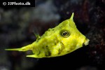 lactoria cornuta lactoria cornuta