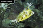 lactoria cornuta lactoria cornuta