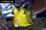 lactoria cornuta lactoria cornuta