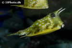lactoria cornuta lactoria cornuta