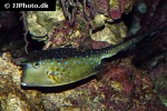 lactoria cornuta lactoria cornuta