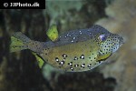 ostracion cubicus ostracion cubicus