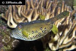 ostracion cubicus ostracion cubicus