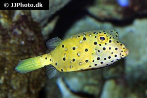 Boxfish / Cowfish