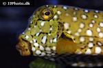 ostracion cubicus ostracion cubicus