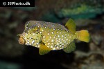 ostracion cubicus ostracion cubicus