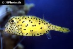 ostracion cubicus ostracion cubicus