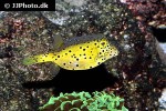 ostracion cubicus ostracion cubicus