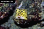 ostracion cubicus ostracion cubicus