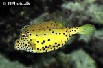 ostracion cubicus ostracion cubicus