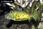 ostracion cubicus ostracion cubicus