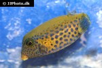 ostracion cyanurus ostracion cyanurus