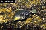 ostracion solorensis ostracion solorensis
