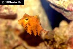 tetrosomus gibbosus tetrosomus gibbosus