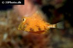tetrosomus gibbosus tetrosomus gibbosus