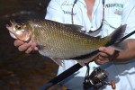 43 amazonas   camaiu