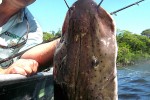 62 amazonas   camaiu
