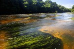 69 amazonas   camaiu