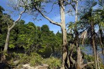 79 amazonas   camaiu