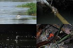 82 amazonas   camaiu