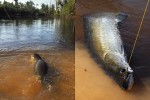90 amazonas   macambira