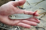35 amazonas   acari