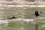 38 amazonas   acari