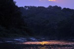 52 amazonas   acari