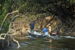 66 amazonas   acari