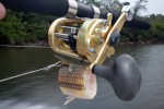 75 amazonas   acari