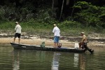 84 amazonas   acari