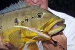 86 amazonas   acari